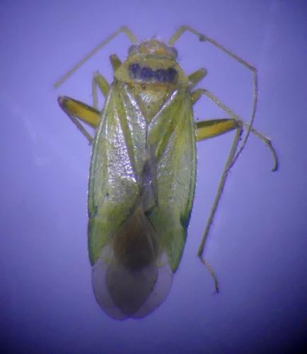 Orthotylus virescens